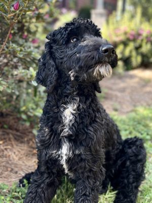Dad - "Andy" - F1 Goldendoodle