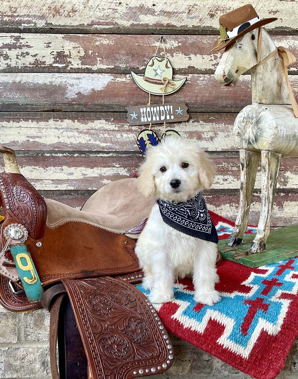 Johnny Cash Collar - Boy AVAILABLE