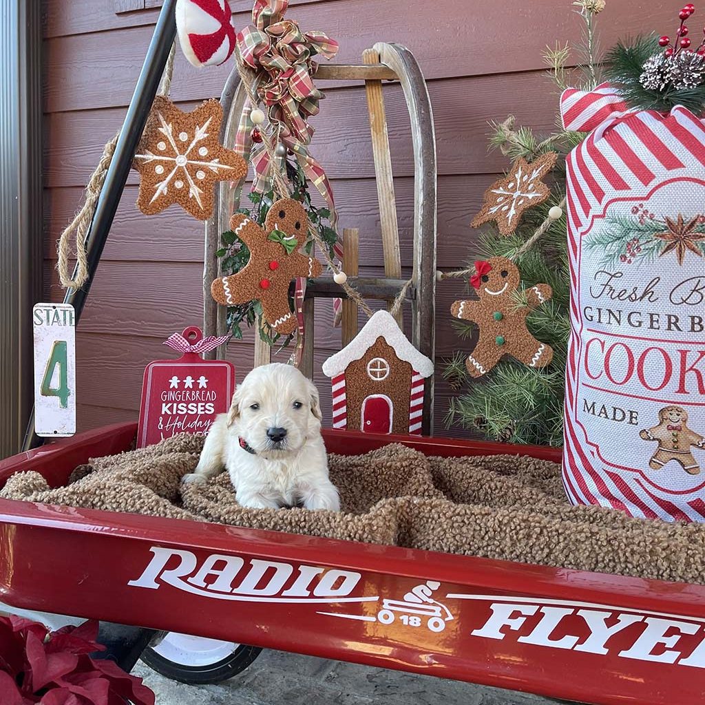 Joy to the World Collar - BoyAVAILABLE