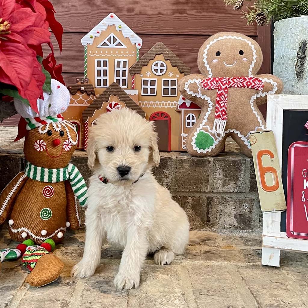 Joy to the World Collar -Boy  AVAILABLE