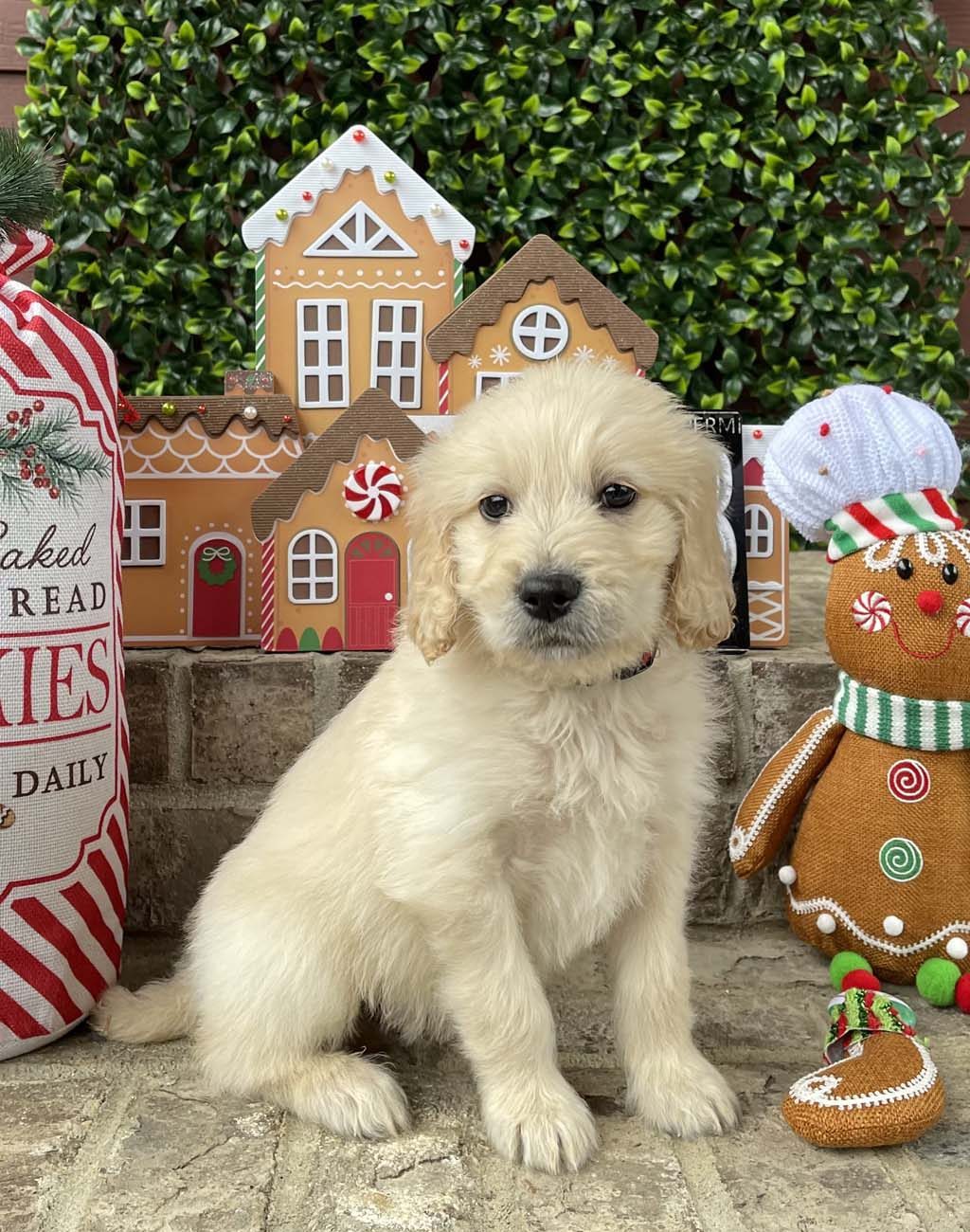 Joy to the World Collar - BoySOLD - Congratulations to the Morgan Family