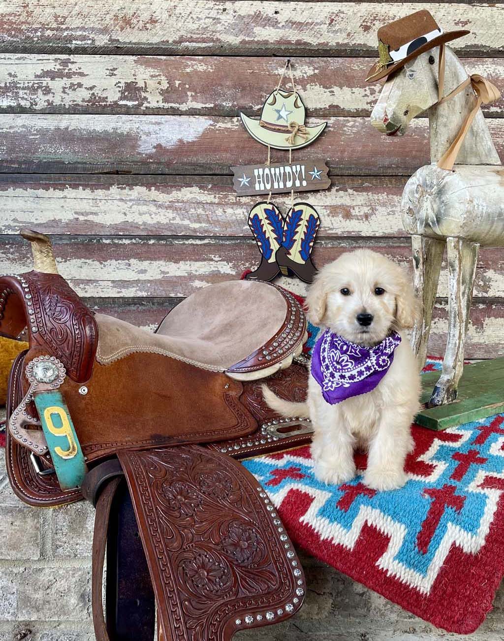 Lone Star Collar - Boy AVAILABLE