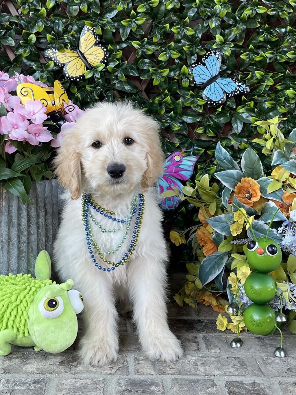 Meadow is "Green" Collar - Boy AVAILABLE