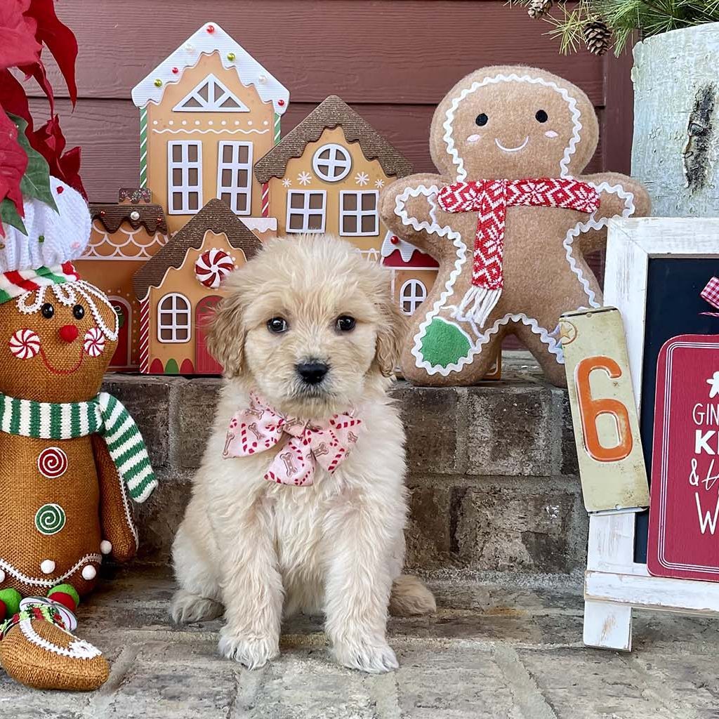 Pink Bones Collar - Girl SOLD - Congratulations the Stewart family