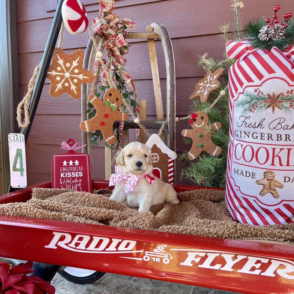 Pink Bones Collar - Girl
AVAILABLE