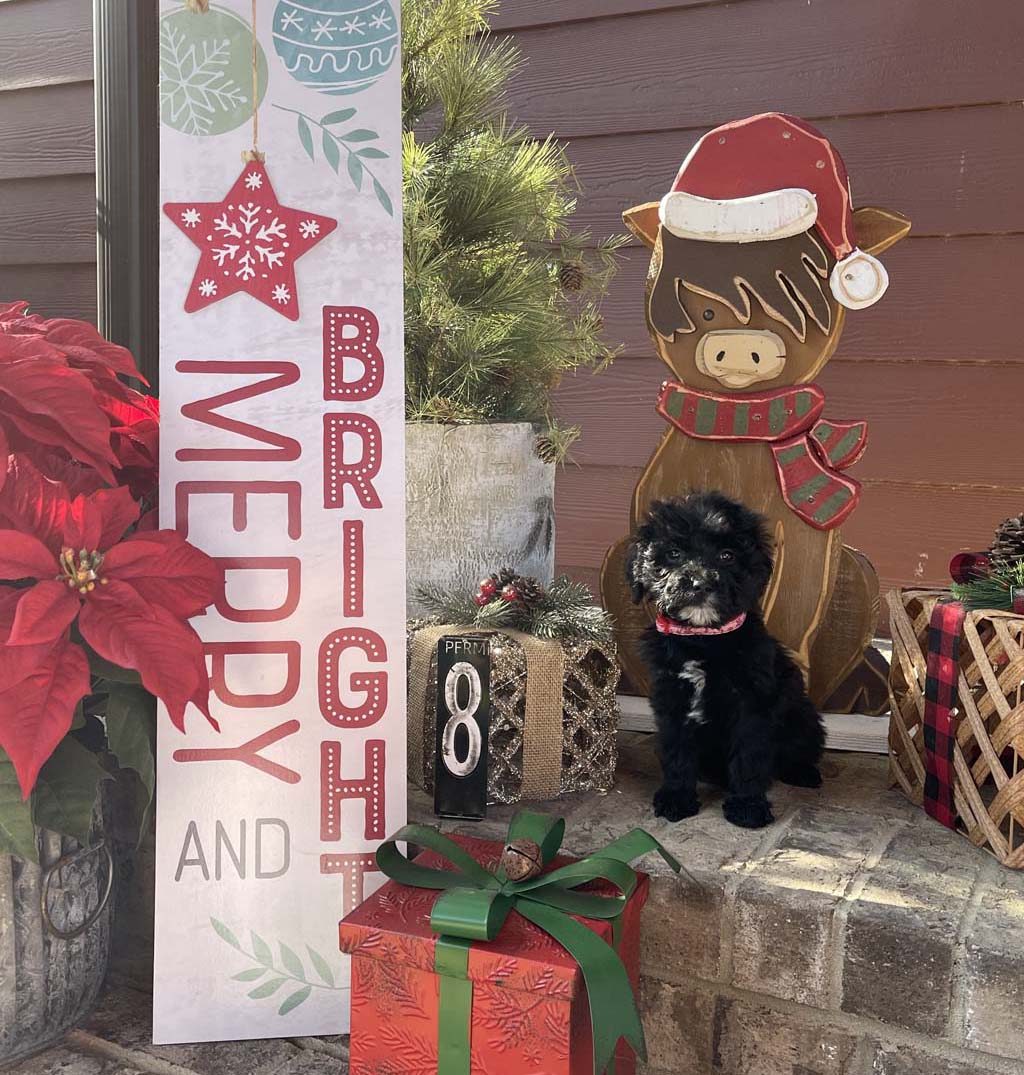 "Pink Peppermint Candy " - GirlSOLD - Congratulations the Shirah Family