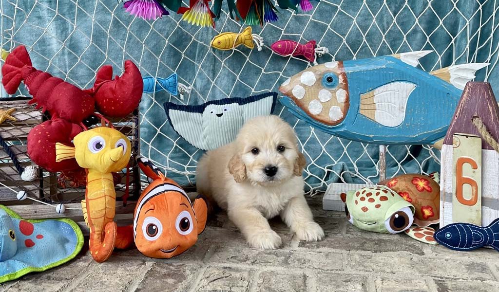 Rainbow Fish - Girl
SOLD - Congratulations to the Riegler family