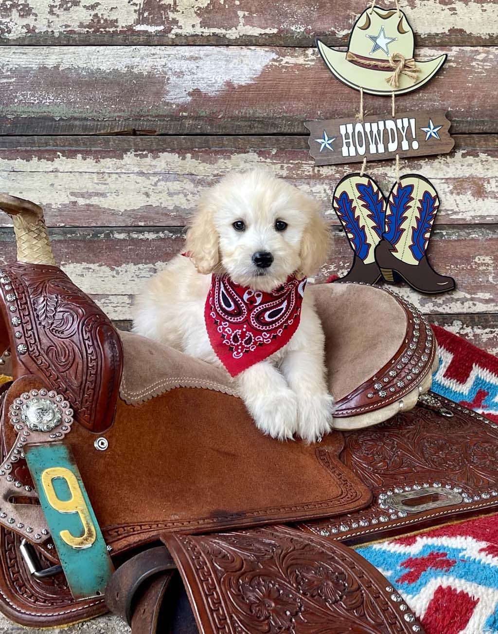 Red Bandana Collar - Boy AVAILABLE