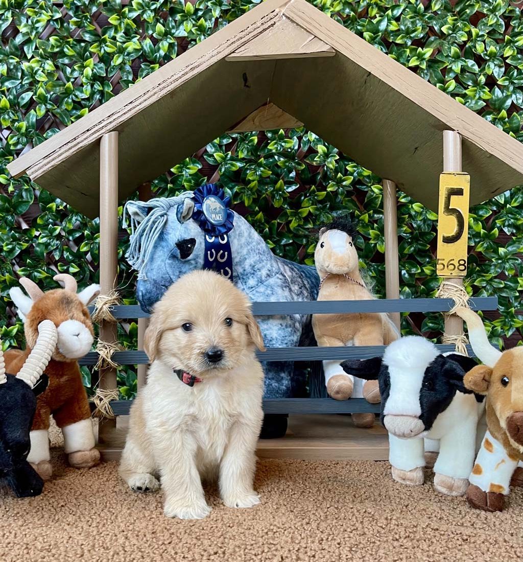 Red Bandana - Boy
SOLD - Congratulations to the the Griffin family