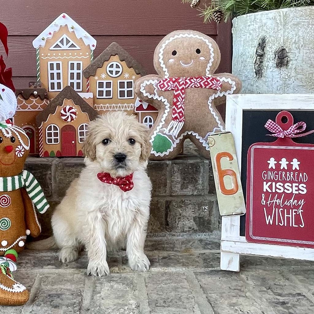 Red Snowflake Collar -Girl AVAILABLE