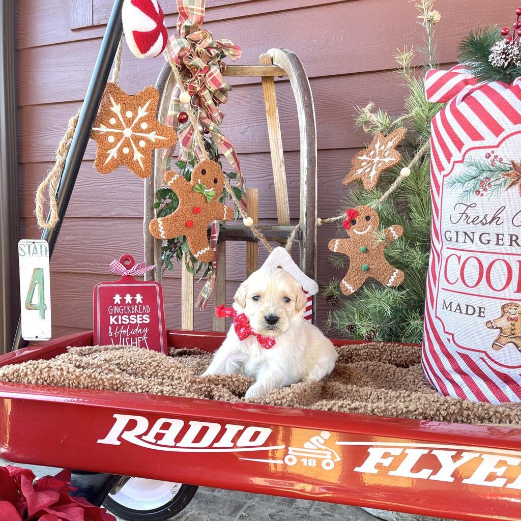 Red Snowflake Collar -GirlAVAILABLE