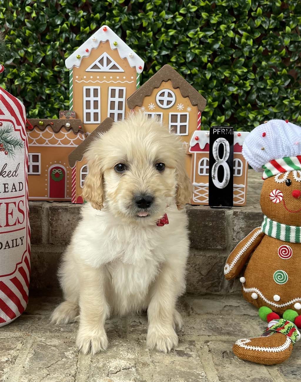 Red Snowflake Collar - GirlSOLD - Congratulations to the Martin Family