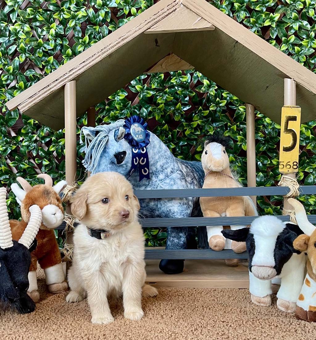 Rhinestone Cowgirl - Girl
SOLD - Congratulations to the the Griffin family