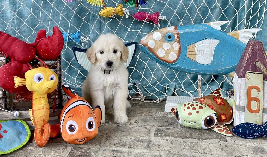 Sea Shells by the Seashore- GirlSOLD - Congratulations to the Trammell family