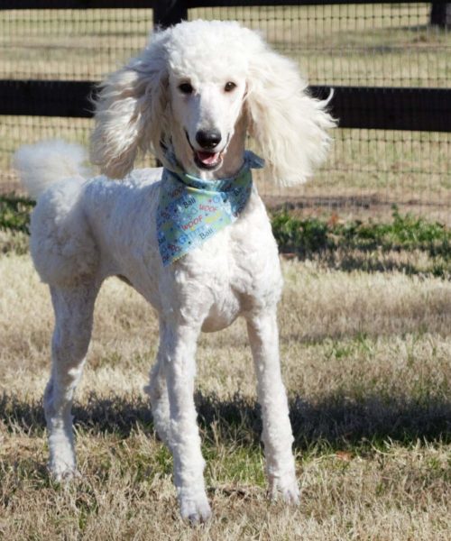 Mom: "Sophia," Standard Poodle