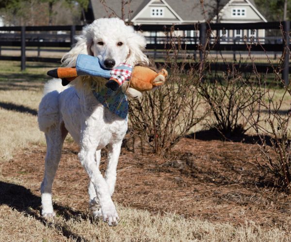 Mom: “Sophia" Standard Poodle