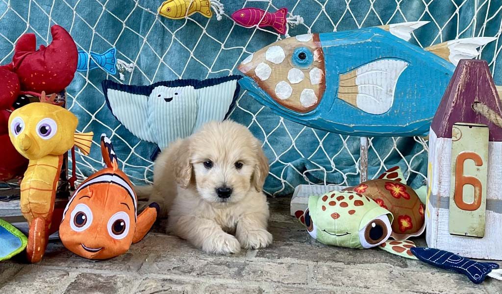 Squirt (whale) -Boy 
SOLD - Congratulations to the Howe family