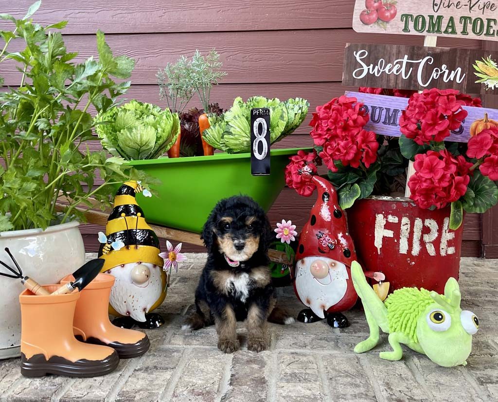 "Sweet Watermelon"- Girl SOLD -Congratulations to the Reeder family