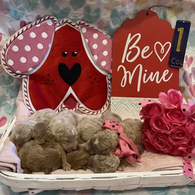 be-mine-theme-photo-1490x1536.jpg