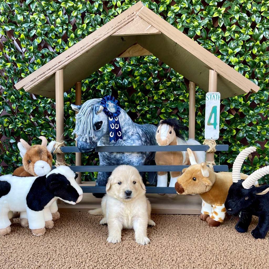 Blue Horseshoe Collar - BoyAVAILABLE