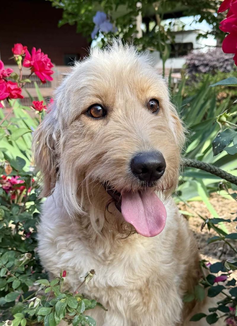 Mom- "Brie" - F1 Goldendoodle