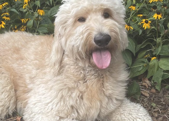 Dad, "Dune Bug" - F1 Goldendoodle