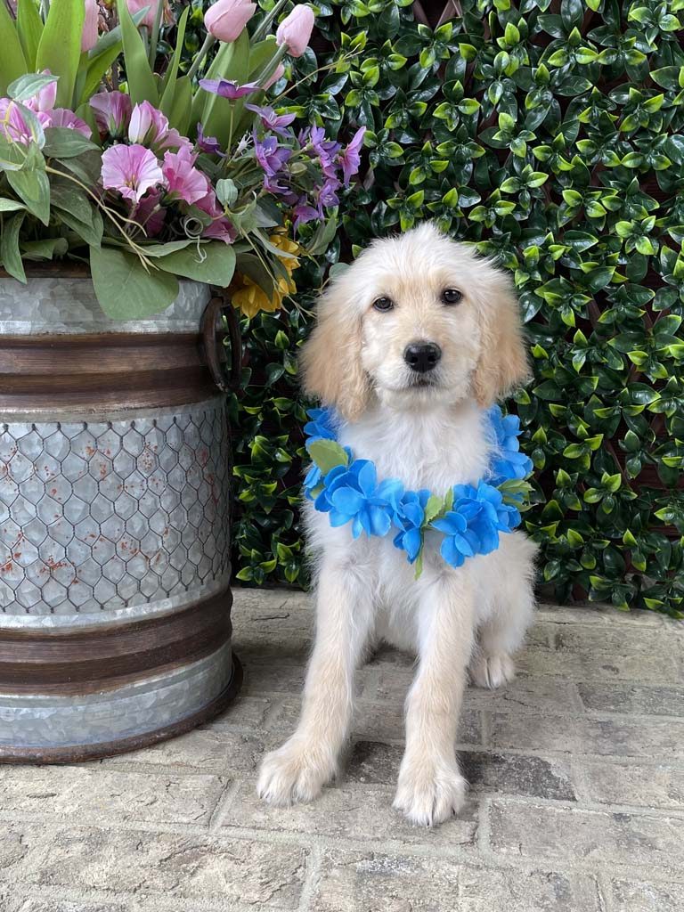 Festival of Trees Collar - BoySOLD Congratulations to the Barton Family