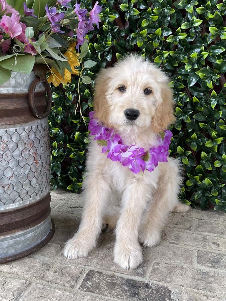 Gingerbread Man Collar, Boy SOLDCongratulations to the Petitpas Family