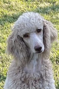 Mom, "Harper" - Standard Poodle, Parti Color