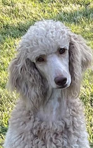 Mom, "Harper" - Standard Poodle, Parti Color