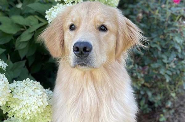 Dad: "Henry," Golden Retriever