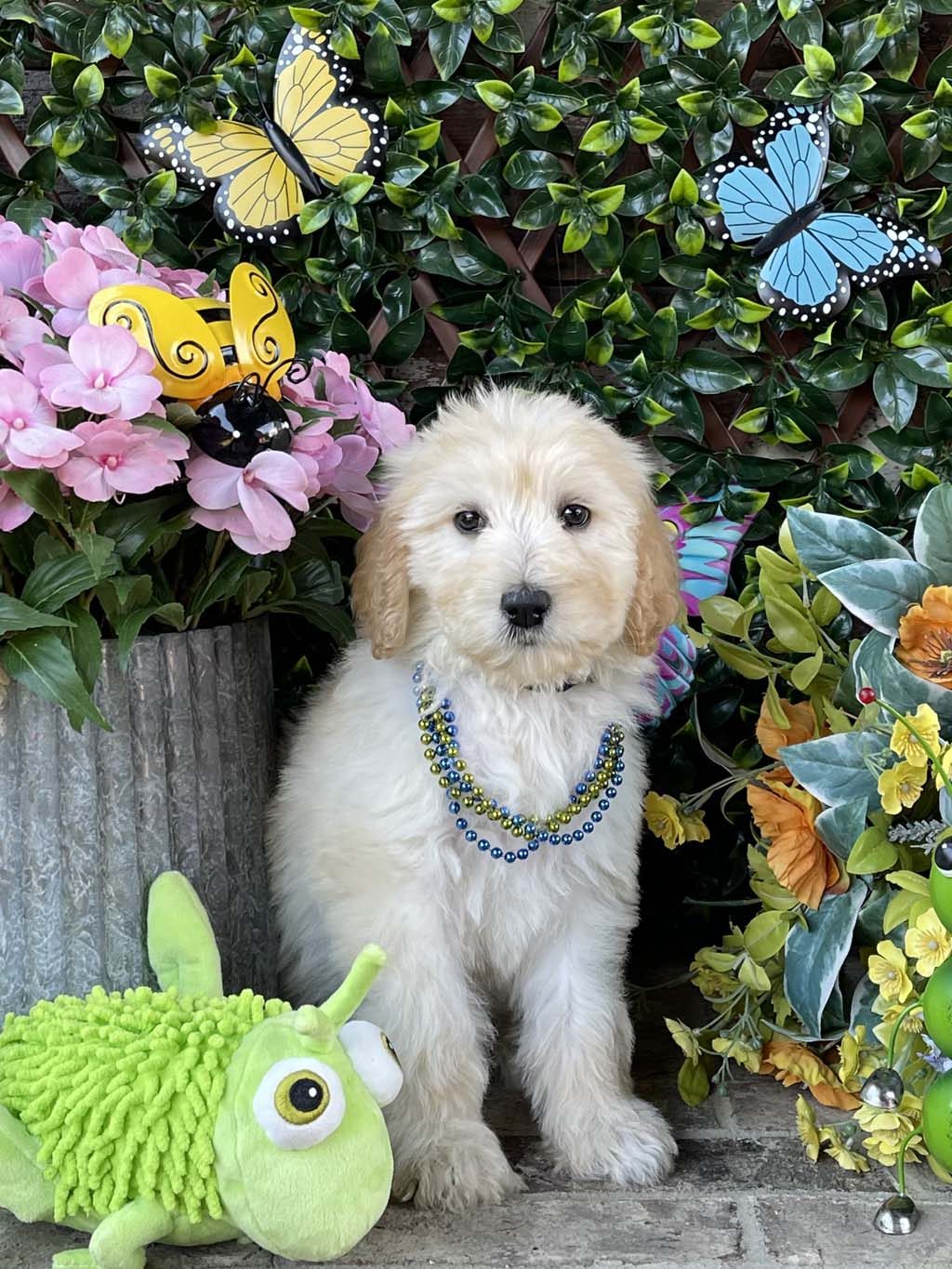 "Mighty Moose" Collar - Boy AVAILABLE