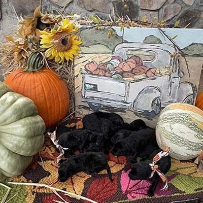 pumpkin-and-paws-one-week-scaled copy