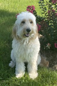 Dad, "Yankee Doodle" - F1 Goldendoodle*