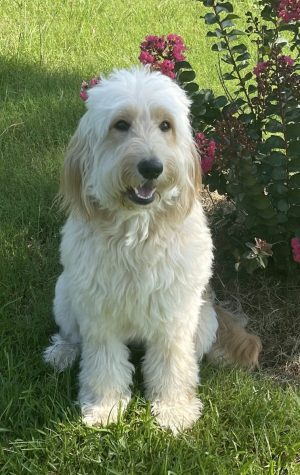 Dad, "Yankee Doodle" - F1 Goldendoodle*